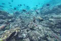 Malediven_Unterwasserwelt-5-von-15