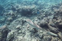 Malediven_Unterwasserwelt-6-von-15