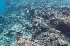 Malediven_Unterwasserwelt-7-von-15