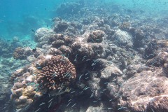 Malediven_Unterwasserwelt-8-von-15
