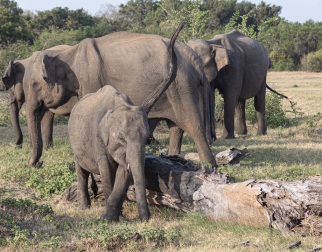 Sri Lanka Elefant