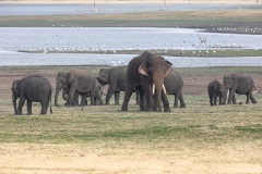 Sri_Lanka_Elefant-1-von-7