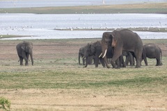 Sri_Lanka_Elefant-2-von-7