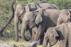 Sri_Lanka_Elefant-4-von-7