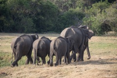 Sri_Lanka_Elefant-5-von-7