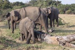Sri_Lanka_Elefant-7-von-7