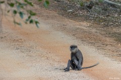 Sri-Lanka-106-von-178