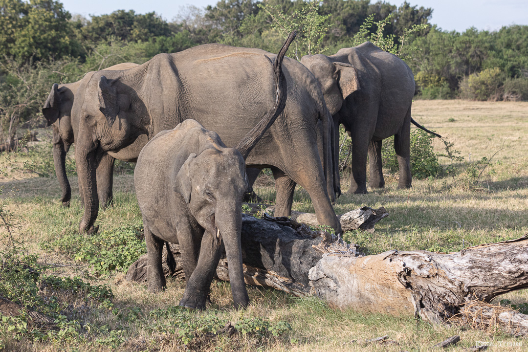 Sri_Lanka_Elefant